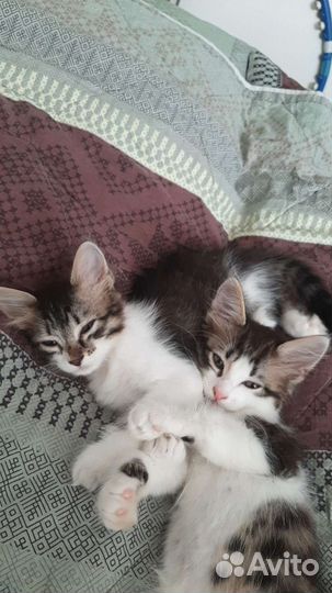 Кошка в дар