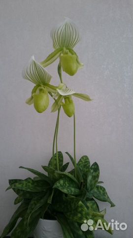 Орхидея пафиопедилум Мауди Грин