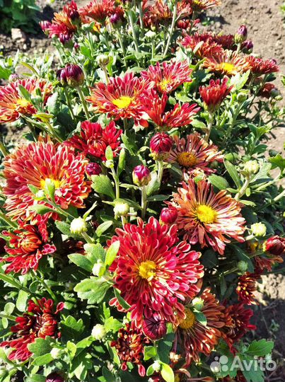 Хризантема шаровидная