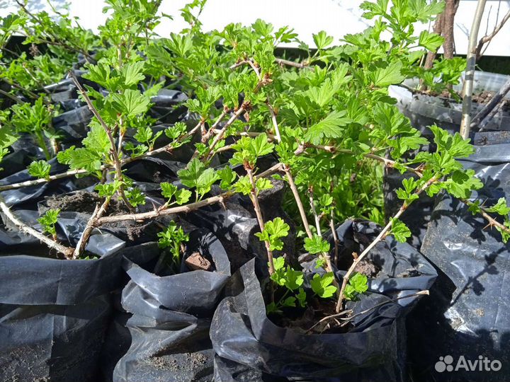 Саженцы крыжовника