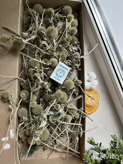 Мордовник ветки с шарами