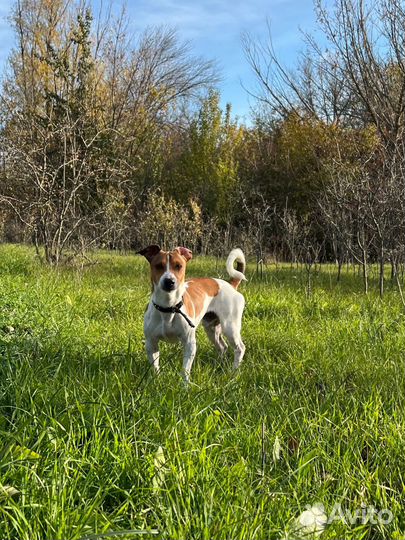 Случка собак