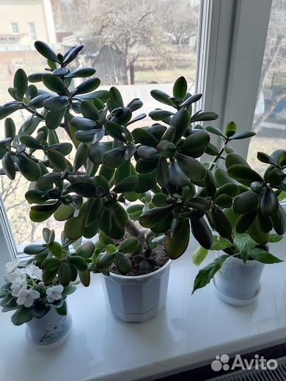 Денежное дерево