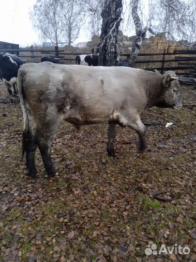 Бычки и быки