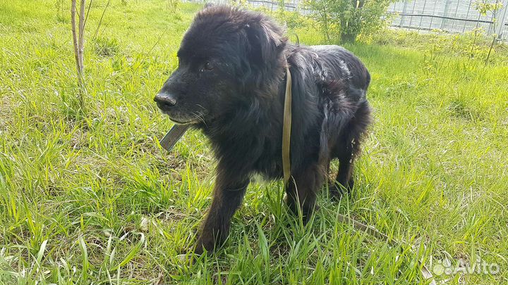 Найт - песик, который вас осчастливит