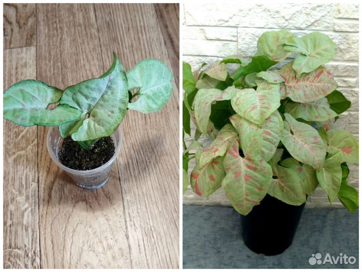 Комнатные растения цветы, домашние