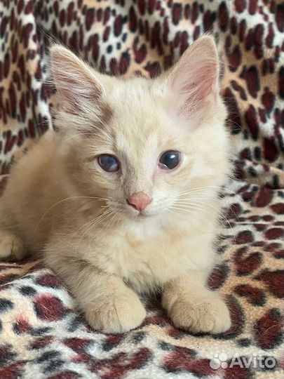Котятки ищут свой