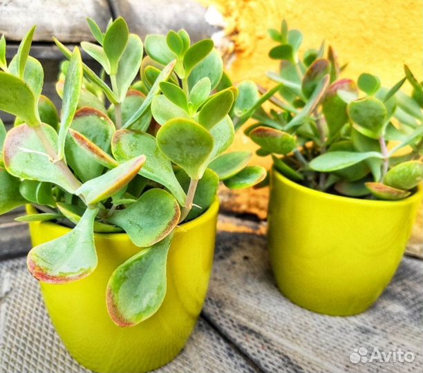 Комнатные растения цветы, суккуленты