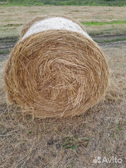 Сено в рулонах