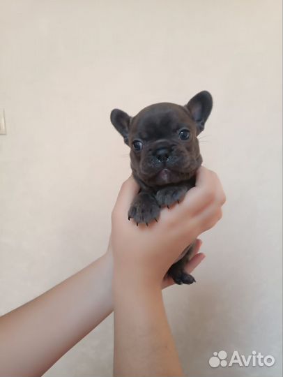 Французский бульдог щенки