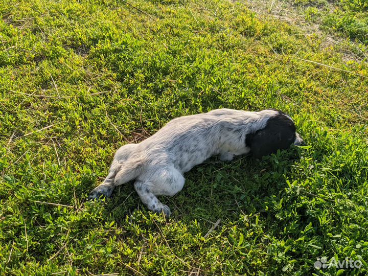 Щенки Русского охотничьего спаниеля