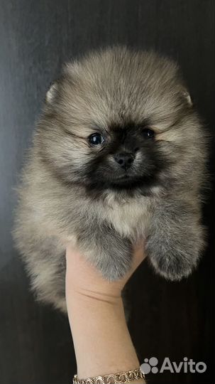 Щенки шпица