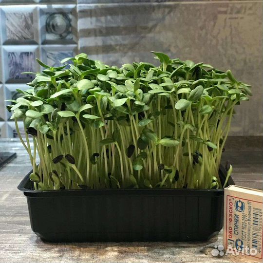 Микрозелень Омск