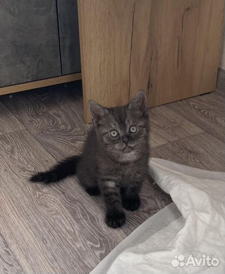 Британский котёнок