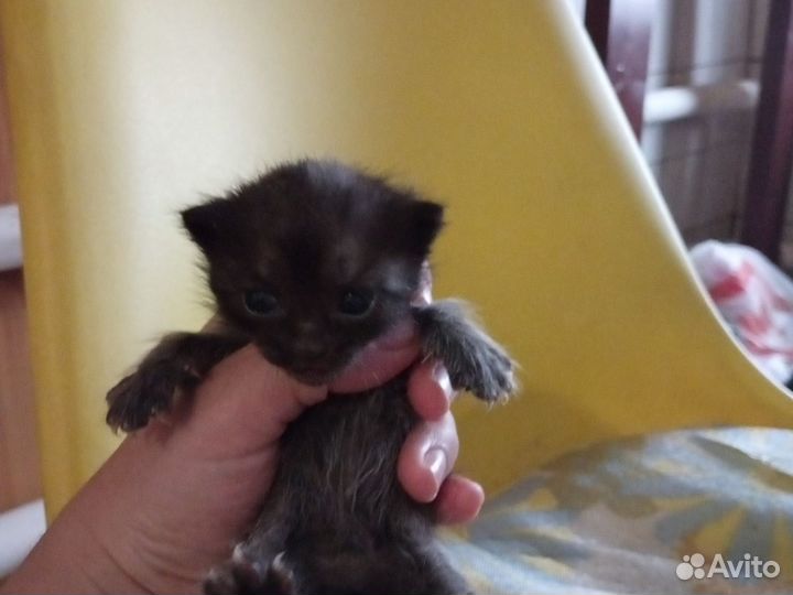 Котята в добрые руки бесплатно