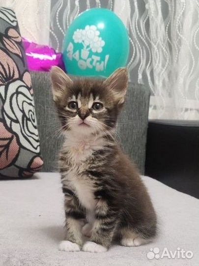 Котята ищут дом
