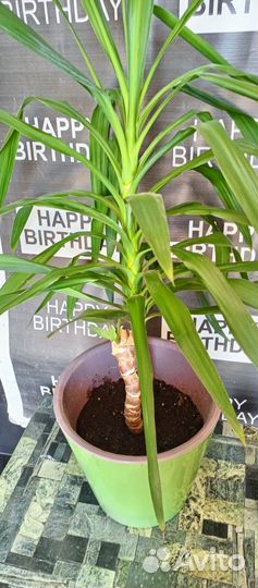 Комнатные цветы юкка