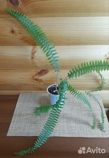 Папоротник