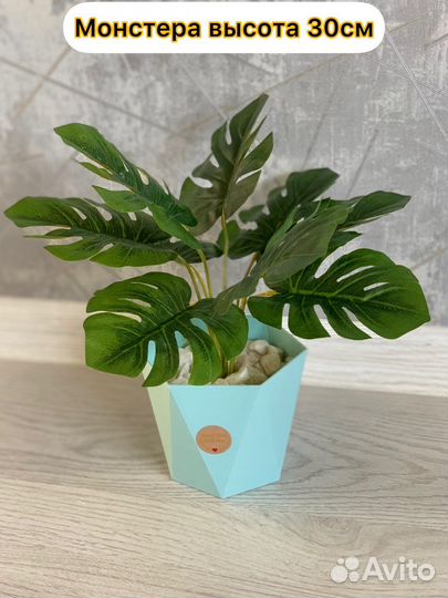 Монстера decor