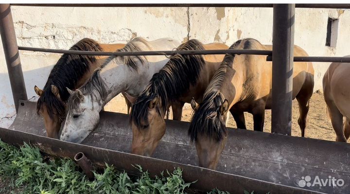 Лошади (жеребцы живой вес)