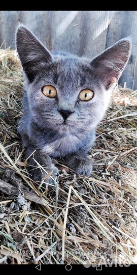 Кошки в добрые руки бесплатно