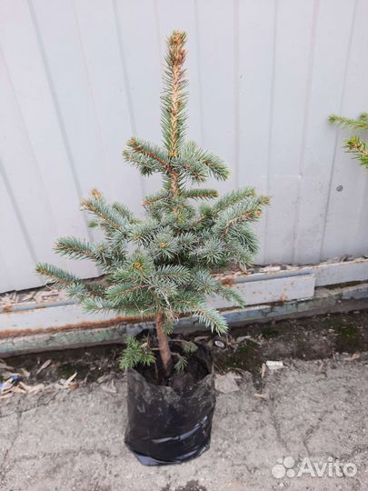 Саженцы ель голубая