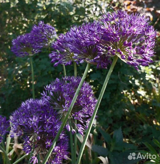 Лук афлатунский