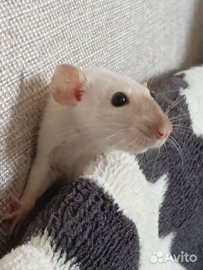 Крысы с клеткой