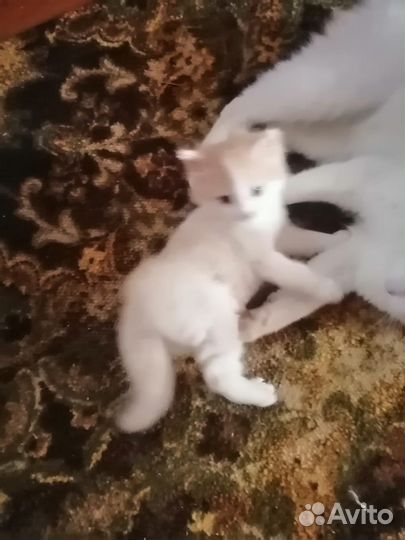 Котик в добрые руки