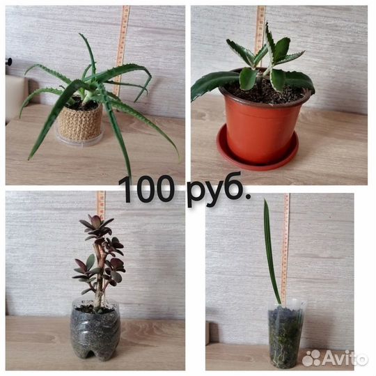 Комнатные цветы