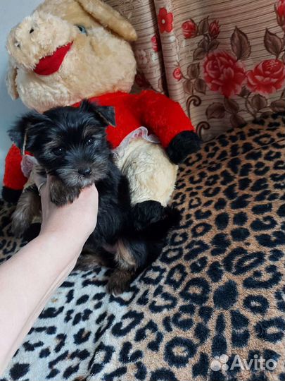 Йоркширский терьер