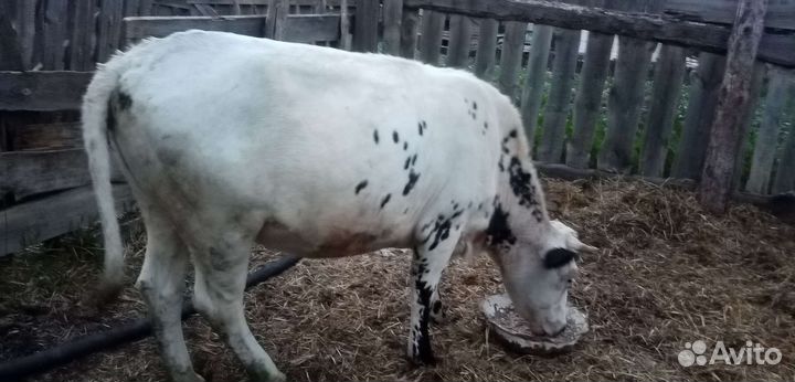 Продам телку