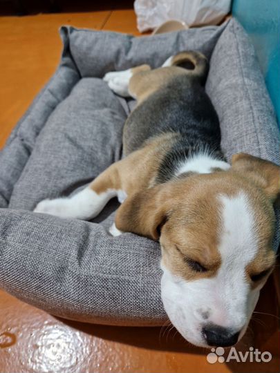 Щенок бигль девочка