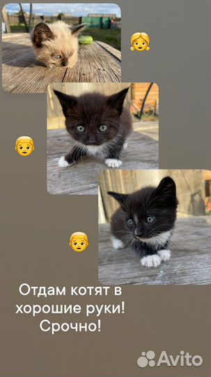 Кошка в дар бесплатно