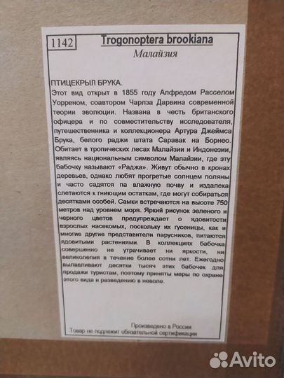 Бабочка птицекрыл Брука