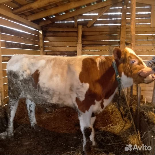 Бык на мясо