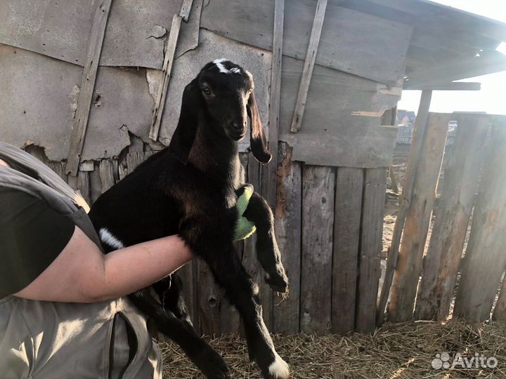 Нубийский козел