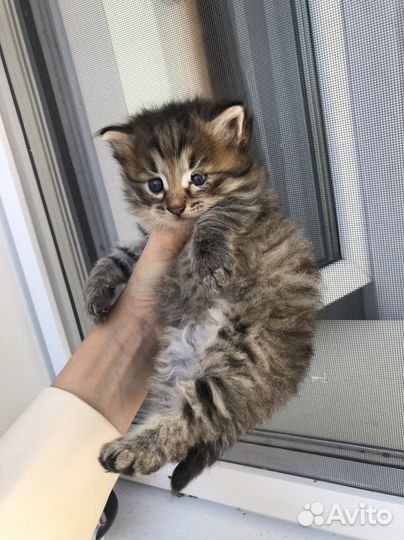 Кошка в дар бесплатно
