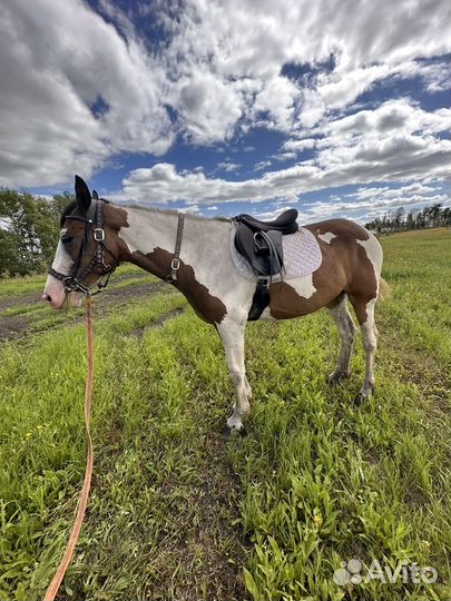 Лошадь кобыла