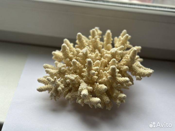 Кораллы для аквариума