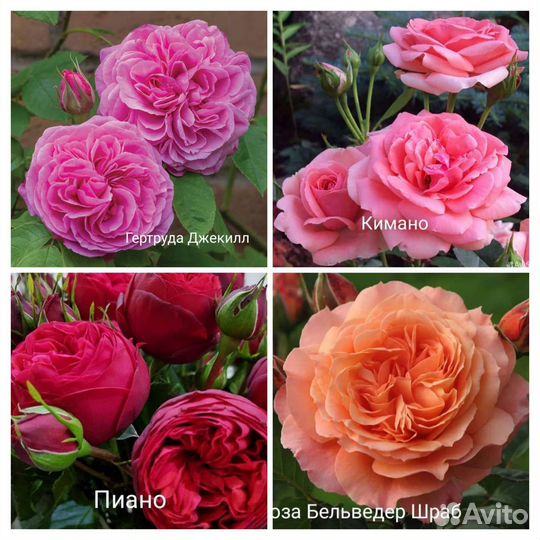 Кустовые розы 2,3 х летки, взрослые розы