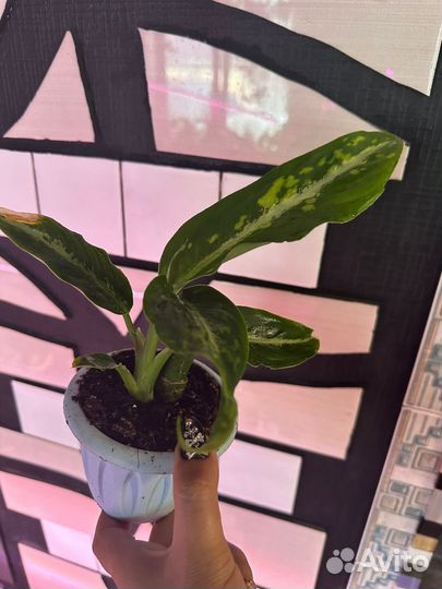 Диффенбахия дрифтинг