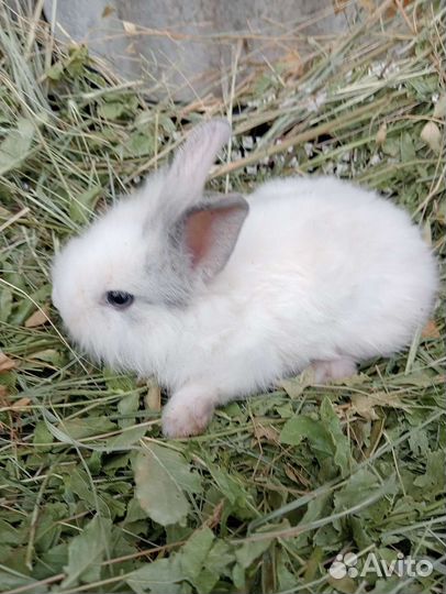 Декоративные кролики