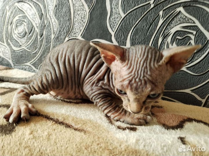 Донской сфинкс котята