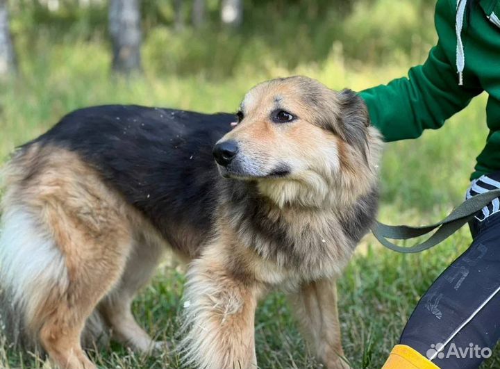 Красотка Милена очень хочет домой из приюта