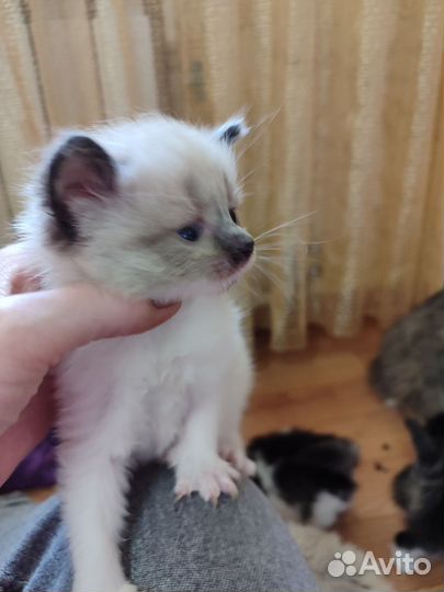 Котята в добрые руки
