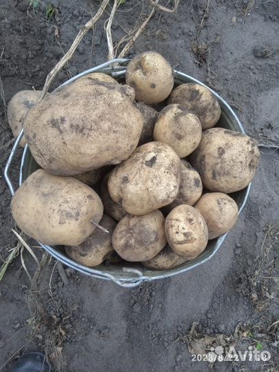 Картофель