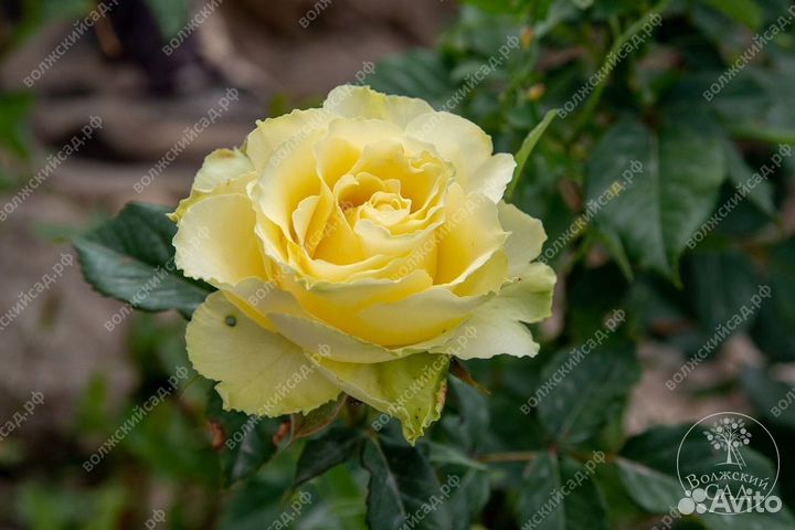 Роза саженцы зкс весна -2024(400 сортов)