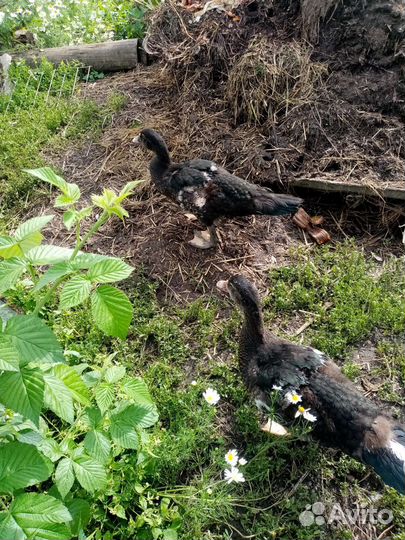 Индоутка мускусная утка