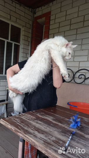 Кот Мейн кун